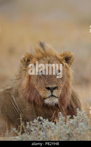 Male lion portrait in Etosha National Park Stock Photo