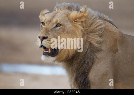 Black maned juvenile young male lion portrait in desert of Kalahari  Kgalagadi Transfortier Park wilderness Stock Photo
