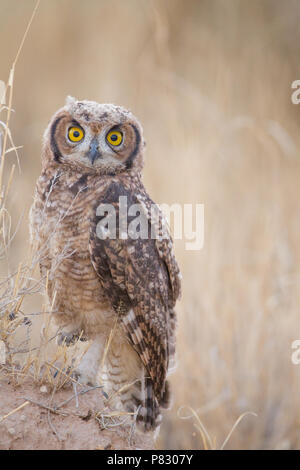 Spotted eagle owl with huge yellow eyes close up portrait in Kgalagadi Stock Photo