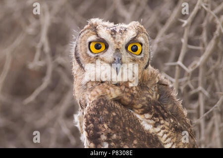 Spotted eagle owl with huge yellow eyes close up portrait in Kgalagadi Stock Photo