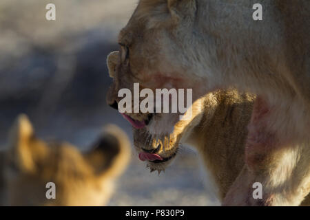 Lioness and cubs licking after drinking water from a pond Etosha Stock Photo
