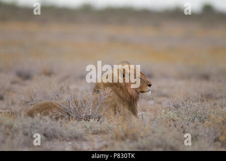 Male lion in Etosha plain Stock Photo