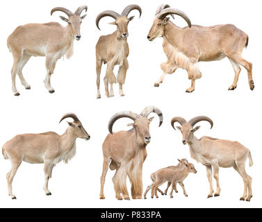 male and female barbary sheep isolated on white background Stock Photo