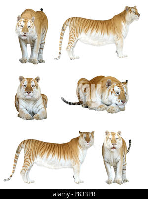 male and female golden tabby tiger isolated on white background Stock Photo