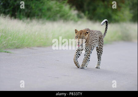 Leopard on the tar road bush  in Kruger Stock Photo