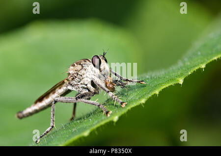 close up of robber fly or cannibal fly also called assassin fly ...