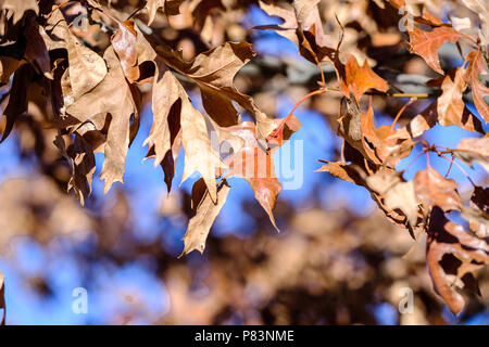 Dead pin oak leaves,Quercus palustrus, Q palustrus, on the tree. Closeup. Oklahoma, USA. Stock Photo