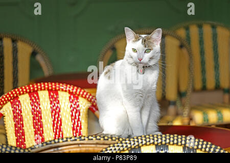  Cat  sitting on cafe  table Stock Photo 11009692 Alamy