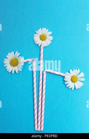 Pink and white striped paper drinking straws with real daisy flower tops. Stock Photo