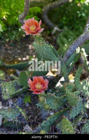 A flowering prickly pear plant. Stock Photo