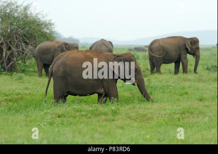 Elephants in National Park of Sri Lanka Stock Photo