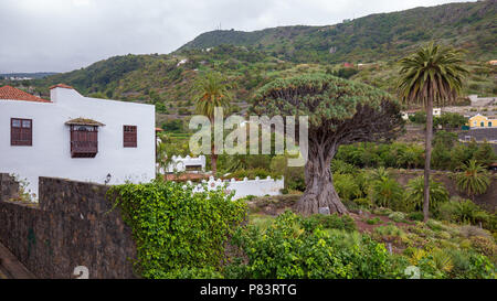 Famous Dragon Tree „Drago Milenario“ in Icod de los Vinos, Tenerife, Canary Islands, Spain. Stock Photo