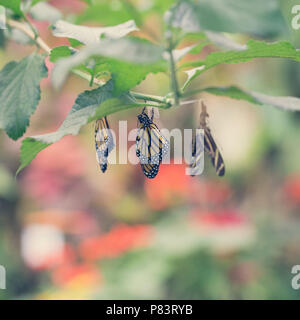 Hanging butterflies and cocoons on green leaves and branch. Pupation of butterfly. Stock Photo