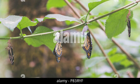 Hanging butterflies and cocoons on green leaves and branch. Pupation of butterfly. Stock Photo