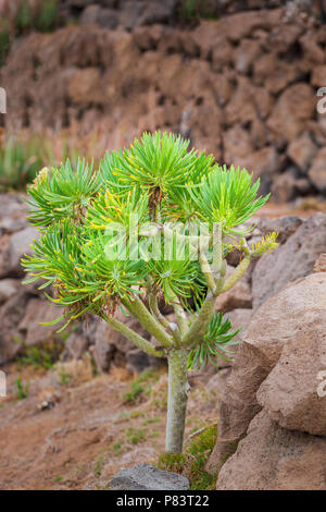 Small dragon tree in rocky environment. Stock Photo