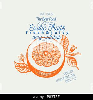 Orange illustration. Hand drawn vector fruit illustration. Engraved style. Vintage citrus illustration. Stock Vector