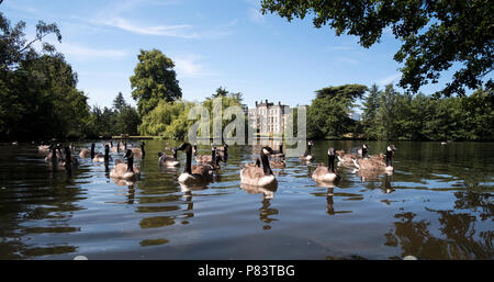 Canada Geese on the lake at Elvaston Castle Country Park, Derbyshire, UK Stock Photo