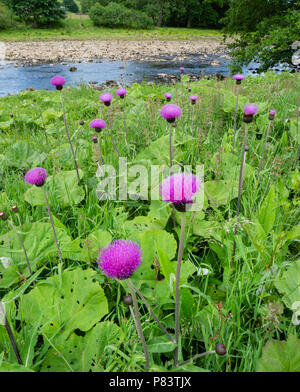 Colony of the handsome melancholy thistle Cirsium heterophyllum in damp ground on the banks of the River Swale in the Yorkshire Dales UK Stock Photo