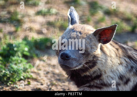 Tired hyena looks into the camera. Photo portrait of a wild animal. Stock Photo