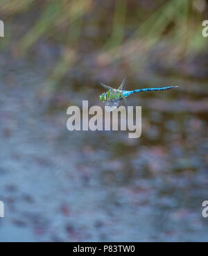 Male Emperor dragonfly Anax imperator patrolling a small heathland pond at Thursley Common Nature Reserve in Surrey UK Stock Photo