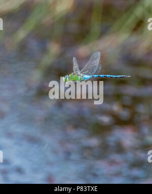 Male Emperor dragonfly Anax imperator patrolling a small heathland pond at Thursley Common Nature Reserve in Surrey UK Stock Photo