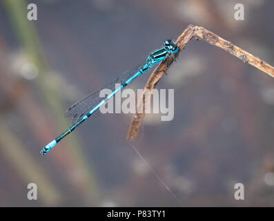 Male azure damselfly Coenagrion puella resting on a dead reed at Thursley Common in Surrey UK Stock Photo