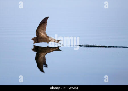 Common Swift (Apus apus) Stock Photo