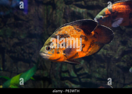Oscar fish floating in aquarium. Astronotus ocellatus Stock Photo