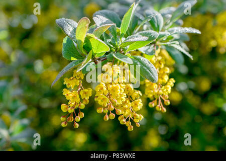 Barberry with yellow flowers in sunlight Stock Photo