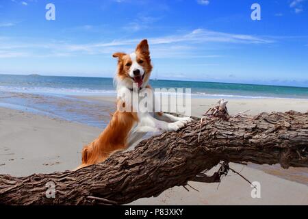 Red and white border collie on log on beach Stock Photo