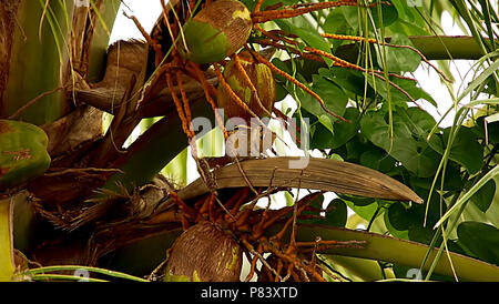Squirrel Playing on Coconut Tree, nature background Stock Photo