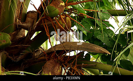 Squirrel Playing on Coconut Tree, nature background Stock Photo