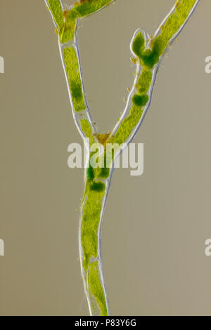 Microscopic view of green algae (Cladophora) forked branch. Oblique Rheinberg illumination. Stock Photo