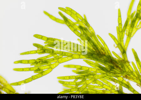 Microscopic view of green algae (Cladophora). Brightfield illumination. Stock Photo