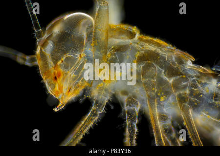 Microscopic view of mayfly larva (naiad, nymph) empty skin. Darkfield illumination. Stock Photo