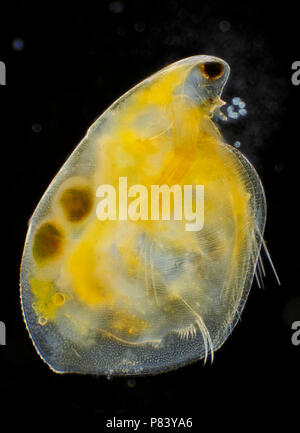 Microscopic view of freshwater water flea (Simocephalus vetulus) with eggs. Darkfield illumination. Stock Photo