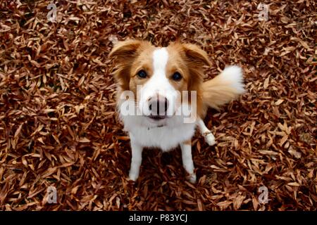 Red and white border collie sitting in autumn leaves Stock Photo