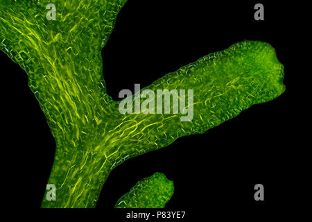 Microscopic view of Crystalwort (Riccia fluitans) thalli detail. Polarized light, crossed polarizers. Stock Photo