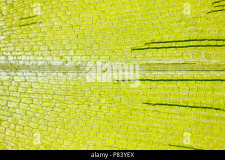 Microscopic view of Canadian waterweed (Elodea canadensis) leaf. Brightfield illumination. Stock Photo