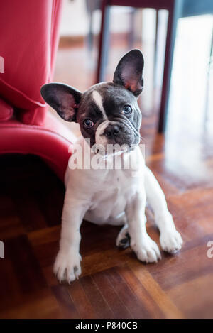 Portrait of French bulldog puppy sitting on wooden floor at home Stock Photo