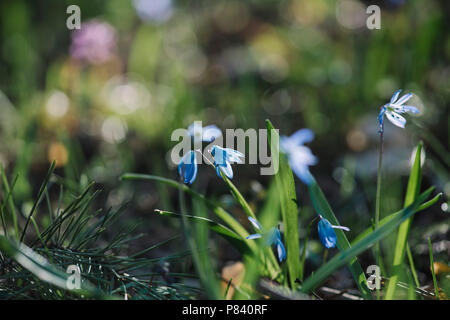 Beautiful spring forest with blossoming scilla siberica flowers, close up view Stock Photo