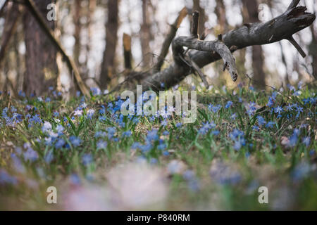 Beautiful spring forest with blossoming scilla siberica flowers, close up view Stock Photo