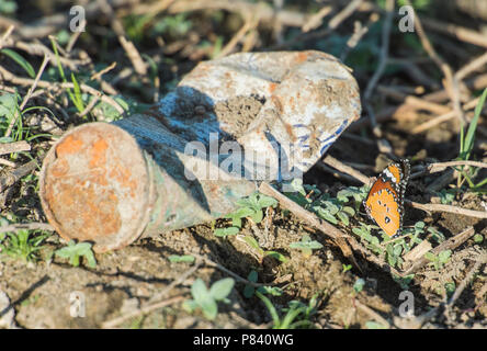 Closeup detail of orange and black spotted butterfly in meadow on ground next to discarded rubbish metal can pollution Stock Photo
