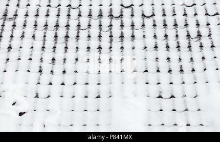 Metal tiling roof in winter season covered with snow, background texture Stock Photo