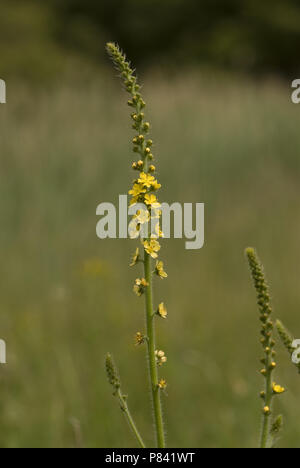 Dutch flowers Stock Photo