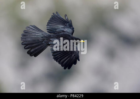 Gracchio alpino; Alpine Chough; Pyrrhocorax graculus Stock Photo