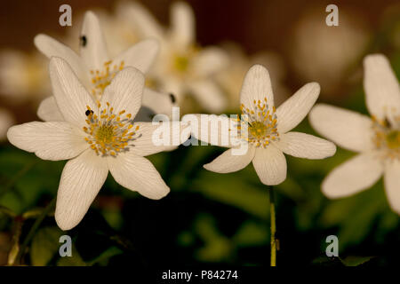 Close-up van bloeiende Bosanemoon, Close up of flowering Wood anemone Stock Photo