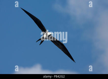 Immature Ascension Frigatebird flying; Onvolwassen Ascensionfregatvogel vliegend Stock Photo