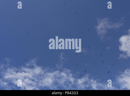 Ascension Frigatebird group flying high in the air; Ascensionfregatvogel groep vliegend hoog in de lucht Stock Photo