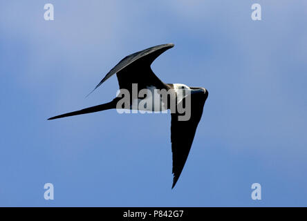 Ascension Frigatebird vliegend; Ascensionfregatvogel vliegend Stock Photo